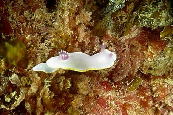 Nudibranch (Chromodoris purpurea), taken in Baleal, Portu... by Joao Pedro Tojal Loia Soares Silva 